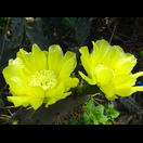 Kakteenblüten